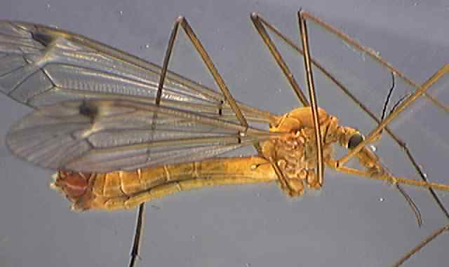 Tipula lunata